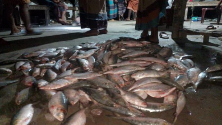 বরগুনায় সরকারী নিষেধাজ্ঞা উপেক্ষা করে  সাগরে ইলিশ শিকার